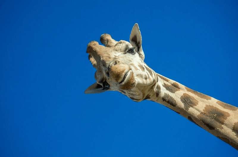 Giraffe at Pilanesberg National Park  in Johannesburg, South Africa