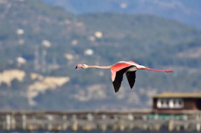 A flamingo flying in Seville, Spain