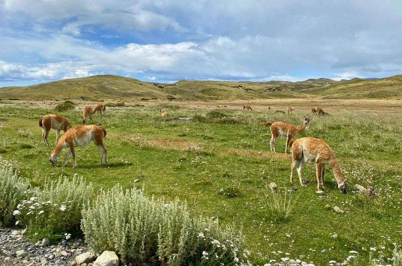 Alpacas in Torres del Paine, Chile, photo by Next Level of Travel