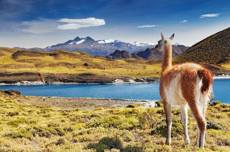 Torres del Paine National Park - All You Need to Know BEFORE You Go (2024)