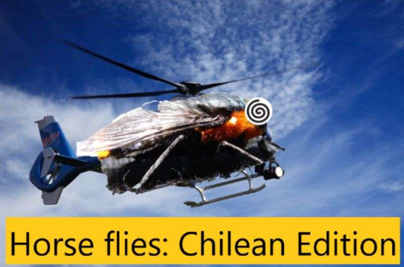 Chilean horsefly meme