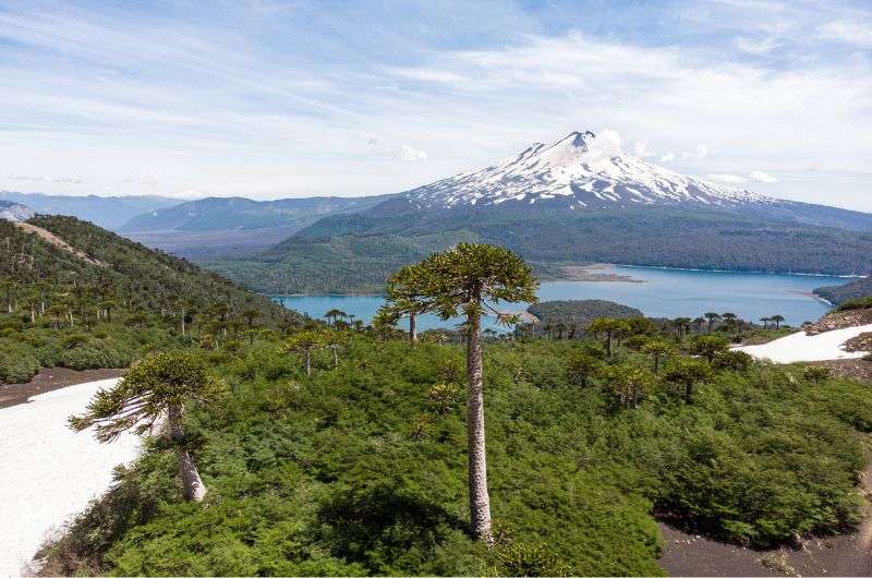 Conguillio National Park in Chile