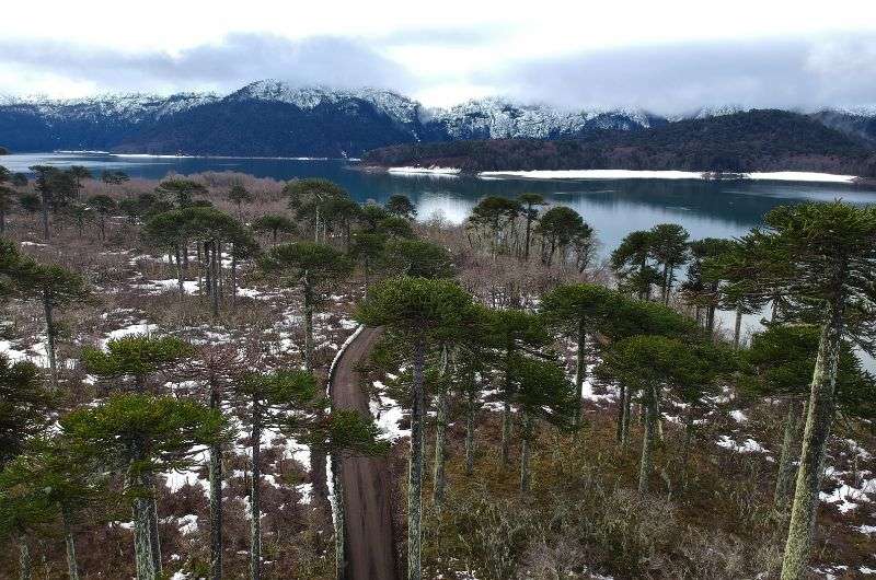 The ancient forest in Conguillío National Park, Chile