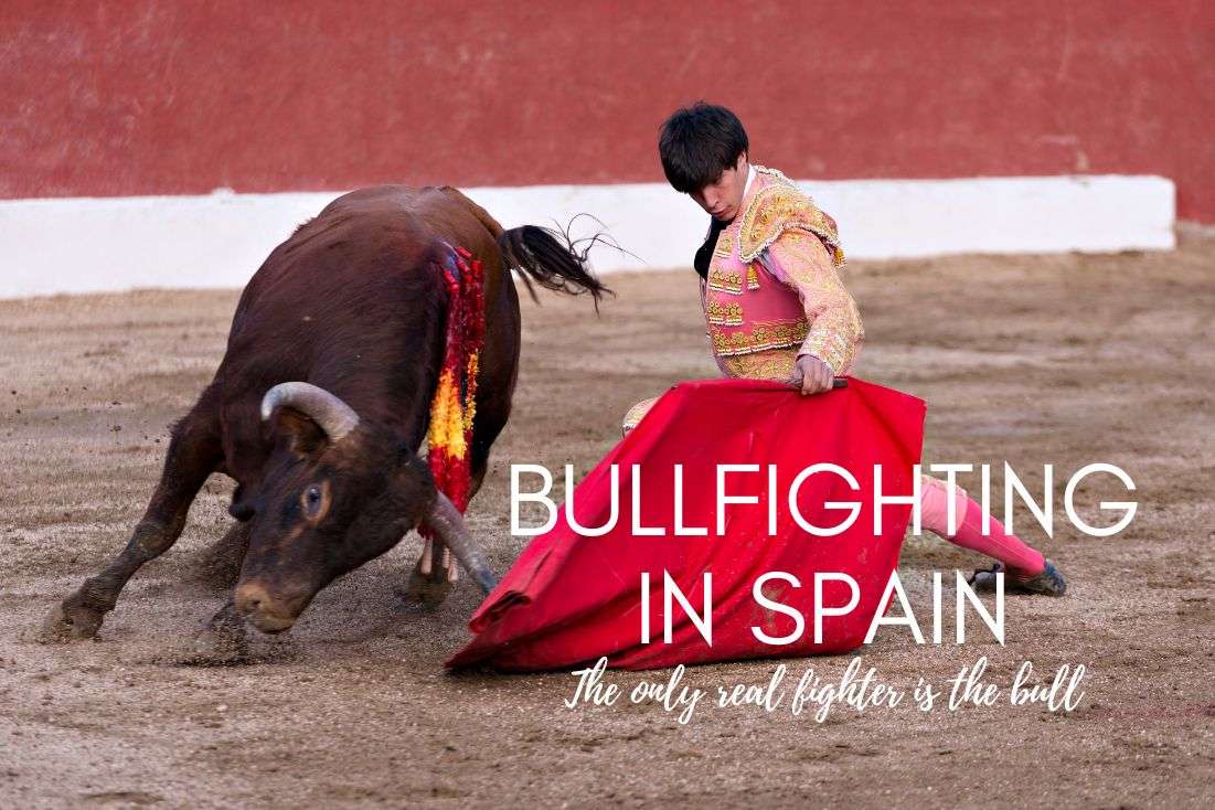 Bullfighting in Spain The Only Real Fighter is the Bull Next Level