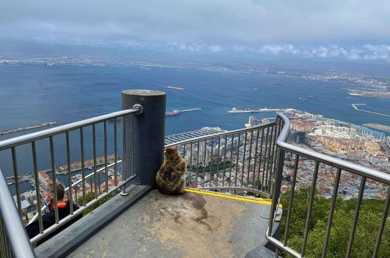 A monkey on Gibraltar, photo by Next Level of Travel