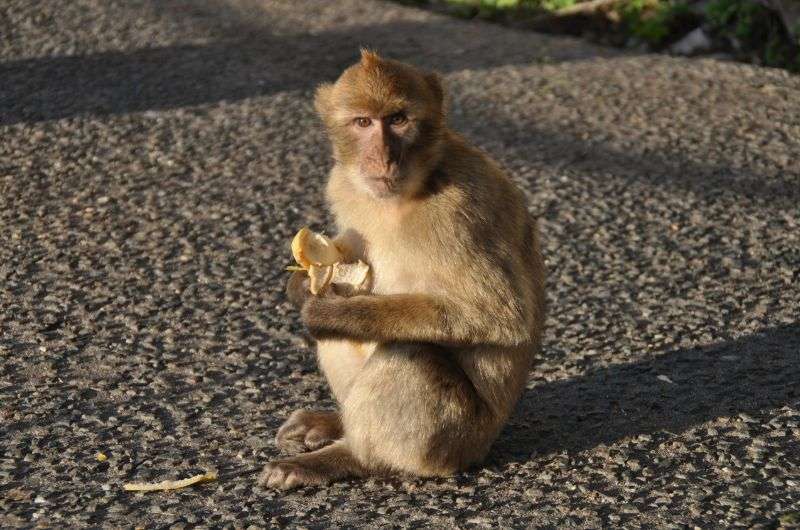 Monkey eating in Gibraltar