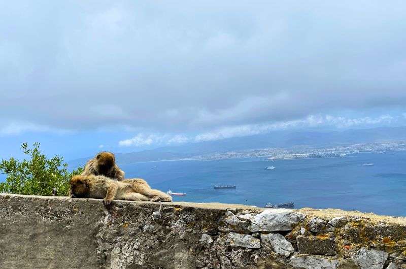 Monkeys on the Gibraltar, photo by Next Level of Travel