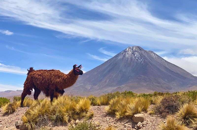 Alpaca in Chile with volcano in background, photo by Next Level of Travel