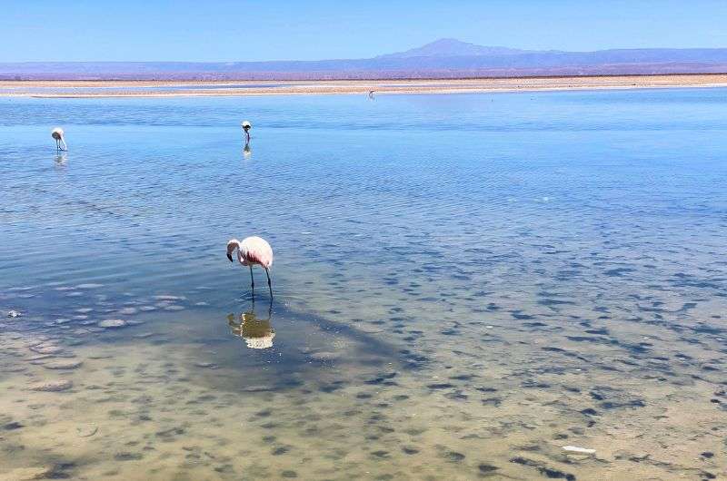 Flamingo on a lagoon in San Pedro de Atacama, Chile, photo by Next Level of Travel