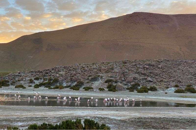 Flamingos at Laguna Chaxa in San Pedro de Atacama, Chile, photo by Next Level of Travel