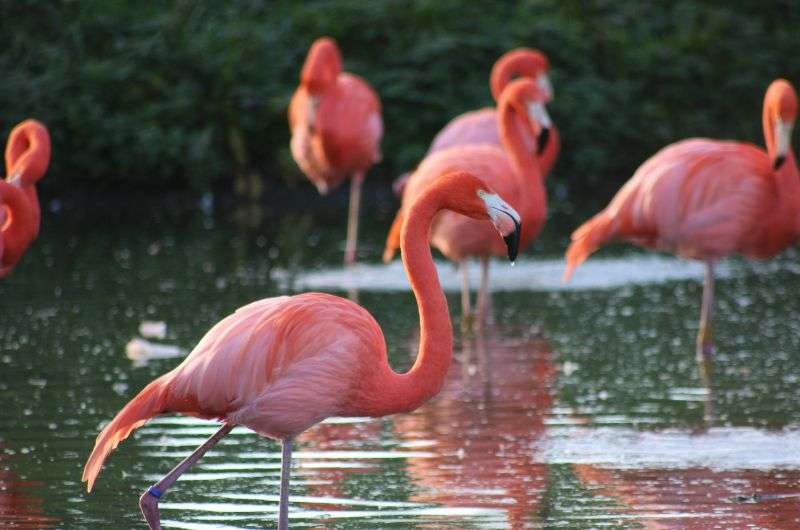 Flamingos in Chile, San Pedro de Atacama