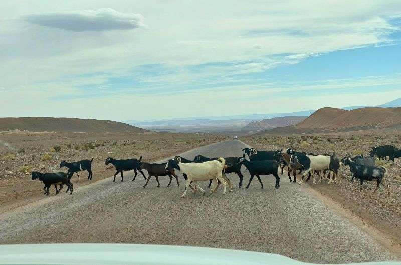 Goats on a road in San Pedro de Atacama in Chile, photo by Next Level of Travel