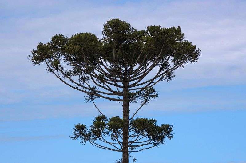 Araucaria tree in Chile