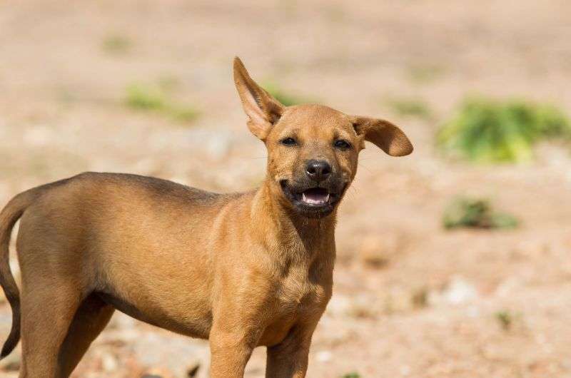 chilean stray dog