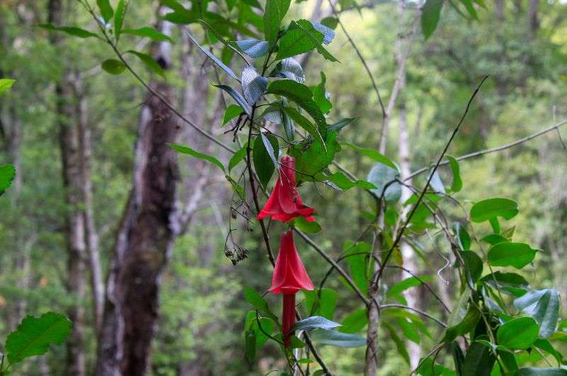 Copihue, national flower of Chile