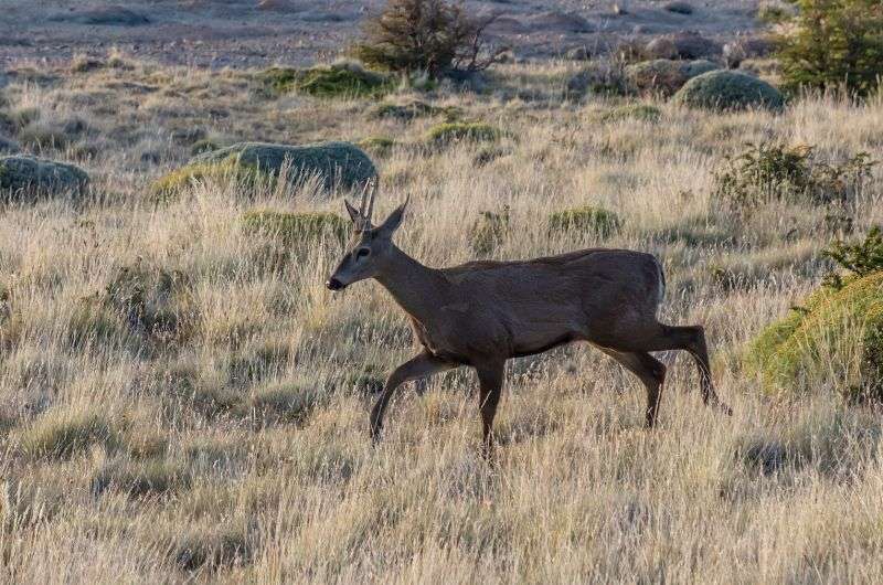 Huemul, animal in Chile