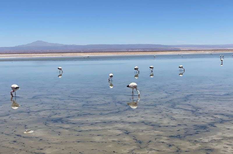 Flamingos in Salar de Atacama lagoon in Chile, photo by Next Level of Travel