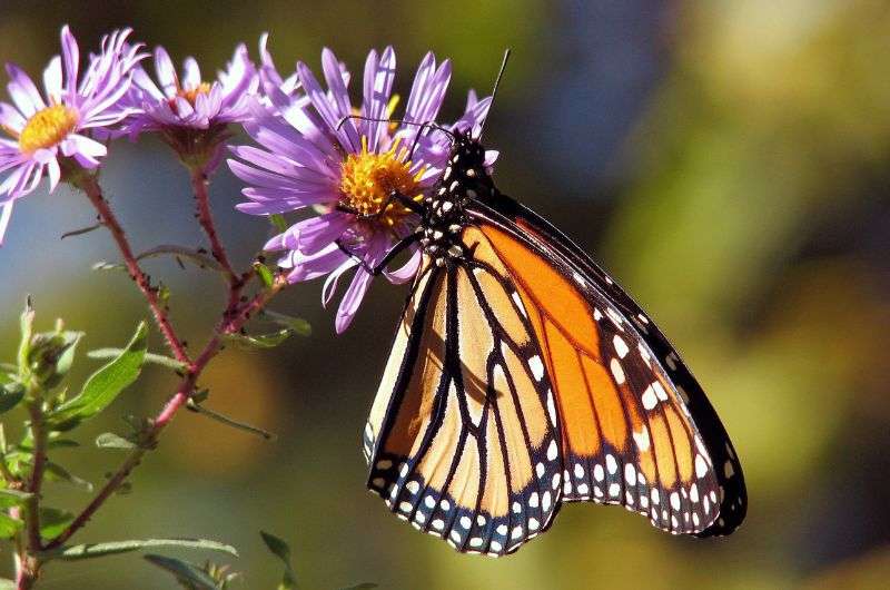 Monarch Butterfly Reserve is a must-visit place near Mexico City.