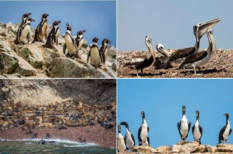 Animals on Ballestas Islands, South America, photo by Next Level of Travel