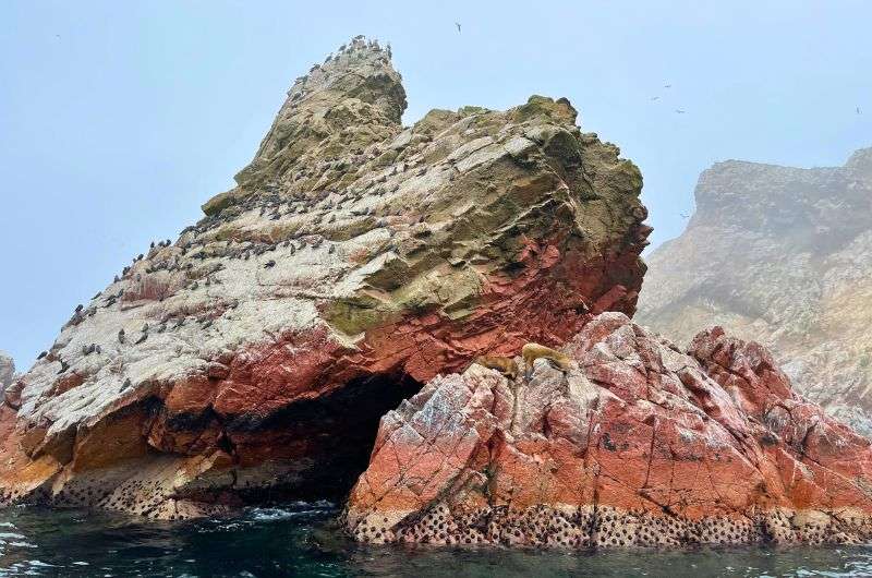 Ballestas Islands, penguins, photo by Next Level of Travel