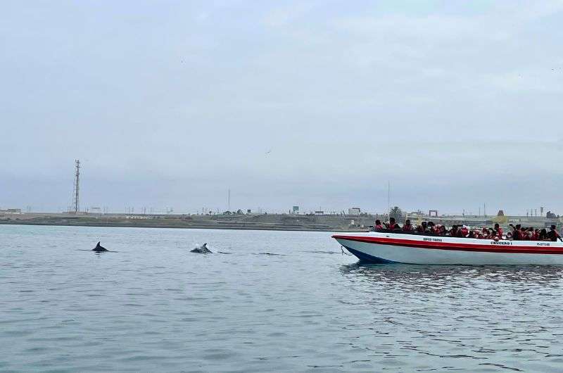 Boat tour to Ballestas Islands in Peru, photo by Next Level of Travel