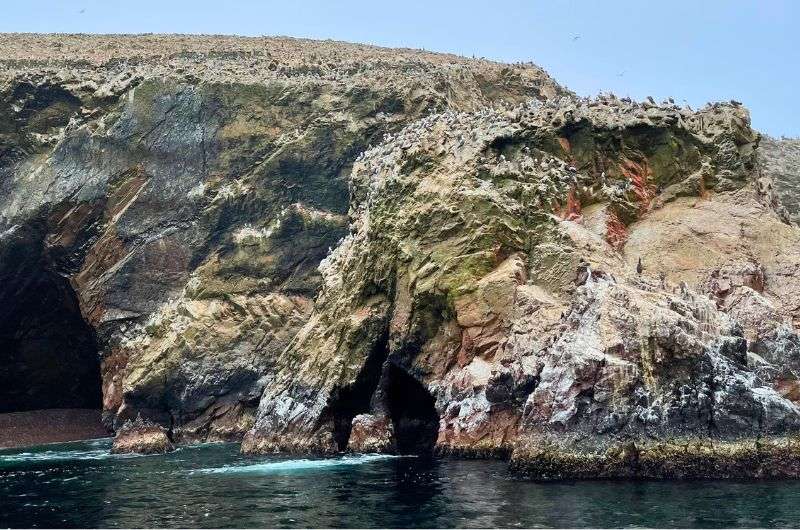 Pengiuns on Ballestas Islands, peruvian coast, photo by Next Level of Travel