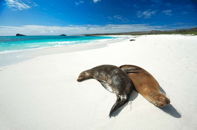 Sea lion on Islas Ballestas in Peru