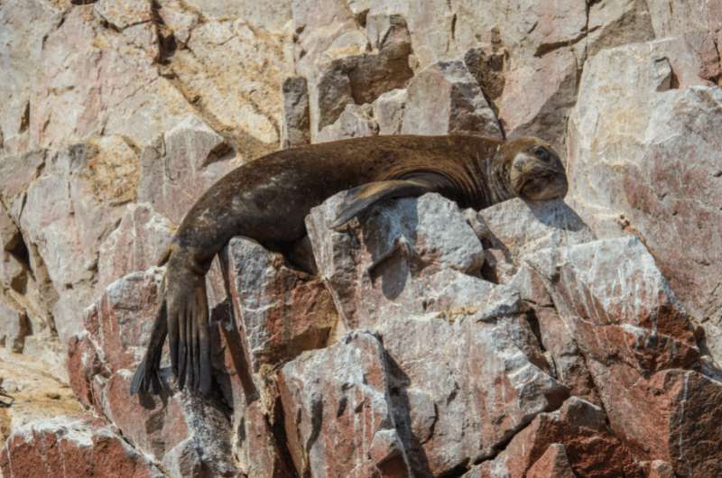 Sleeping sea lion on Guano Islands in Peru, South America