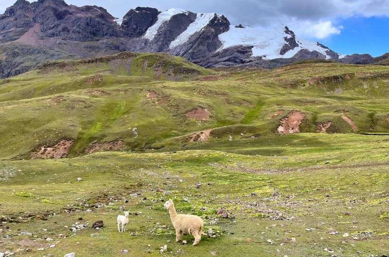 Alpacas on the route to Rainbow Mountain, photo by Next Level of Travel