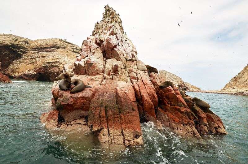 Sea lions on Islas Ballestas in Peru