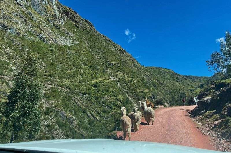 Alpacas on the road in Saced Valley, photo by Next Level of Travel