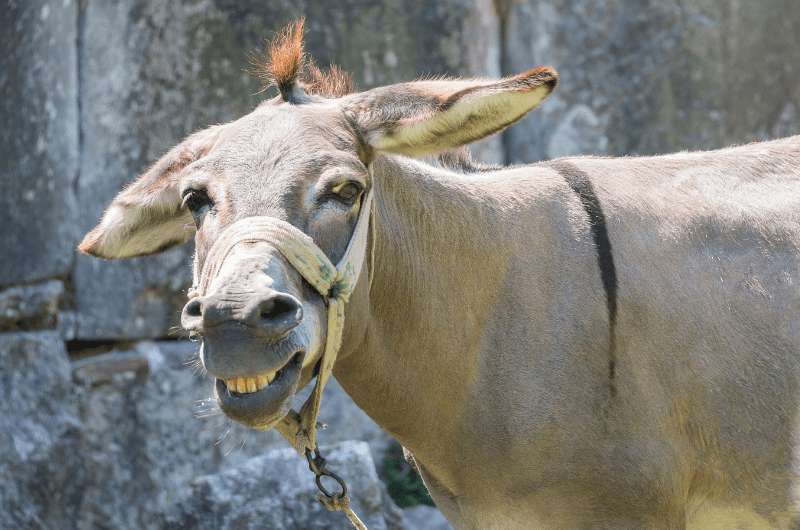 Mule in Peru, Sacred Valley guide