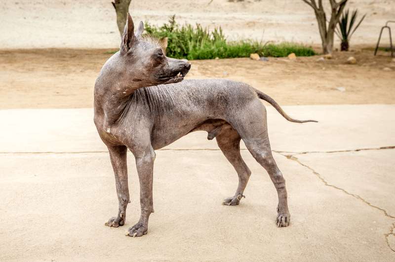 Peruvian hairless dog