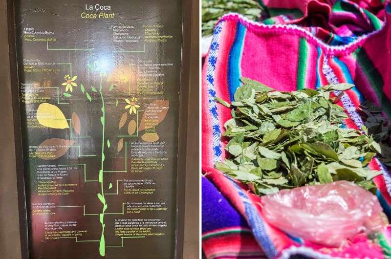 The coca plant description and coca leaves in Cusco, Peru