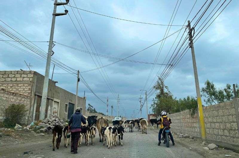 Animals on a road in Arequipa, Peru, photo by Next Level of Travel