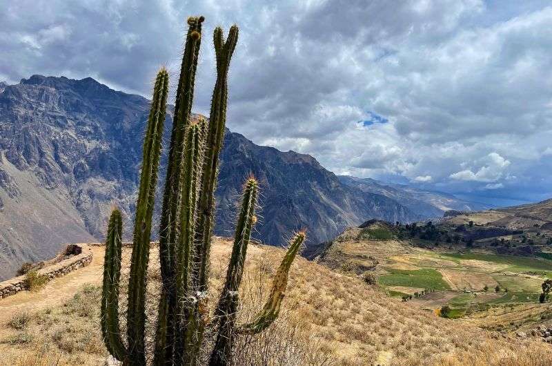 Colca Canyon in Peru, photo by Next Level of Travel