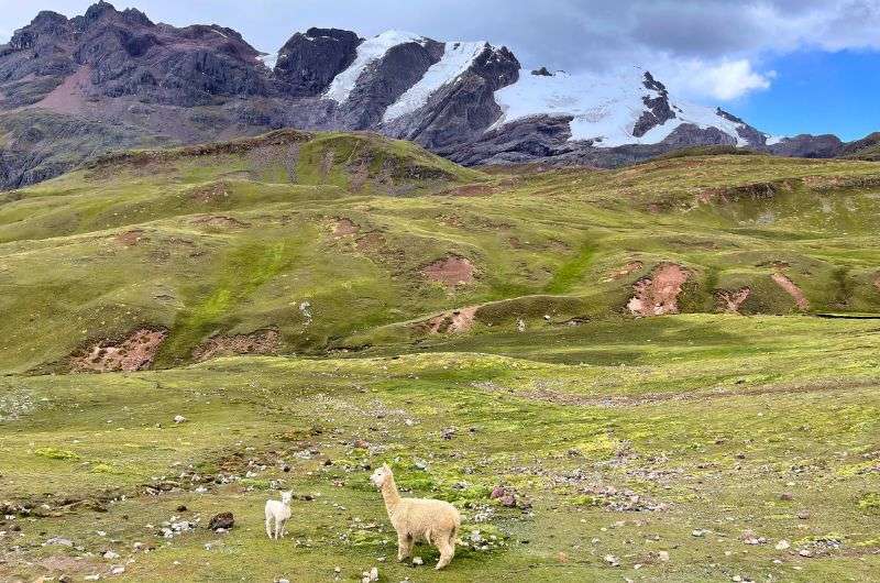 alpacas in Peru, photo by Next Level of Travel