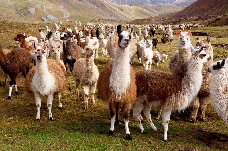 Seeing alpacas in Arequipa, Peru