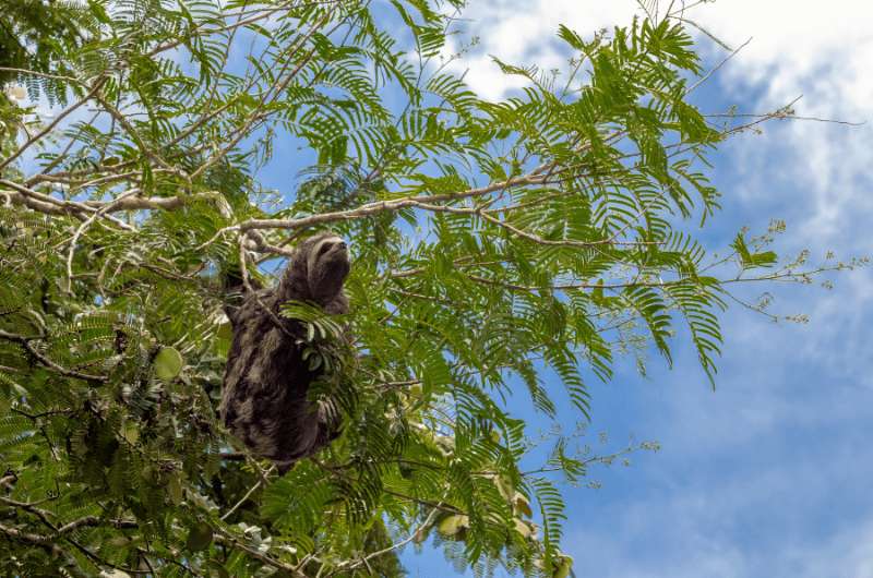 Spotting a sloth in the Amazon rainforest in Peru