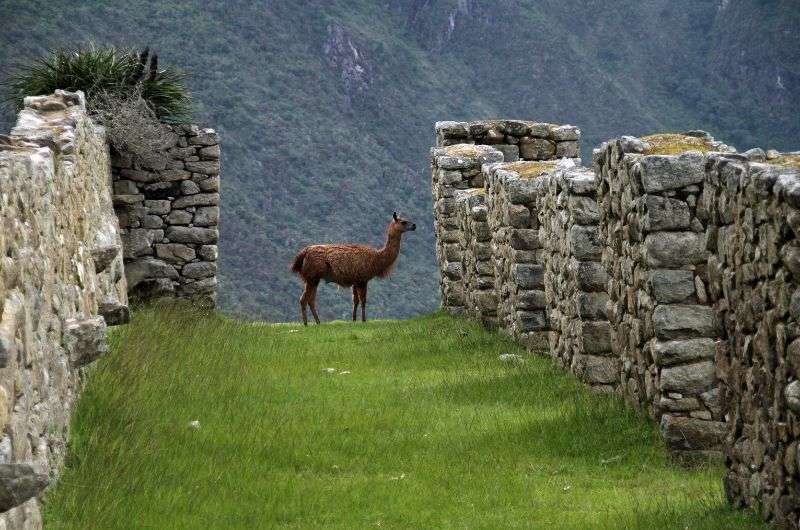 Alpaca in Vilcabamba in Peru, fun facts