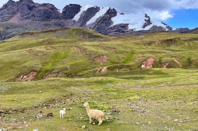 Alpacas in Peru, photo by Next Level of Travel