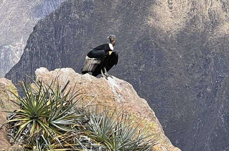 Condor in Peru, photo by Next Level of Travel