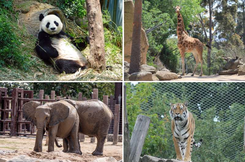 Animals in Schönbrunn Zoo