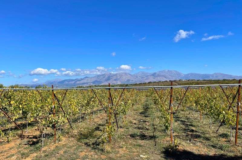 Lyrarakis Winery in Crete, photo by Next Level of Travel