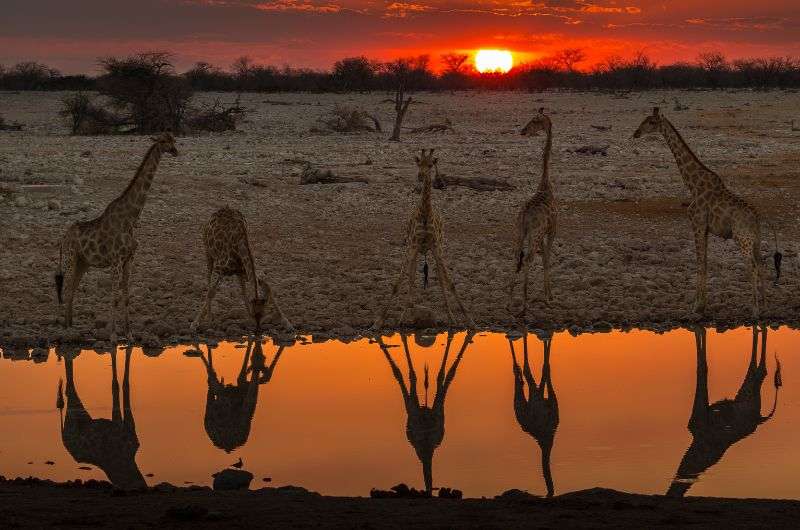 Night safari in Namibia
