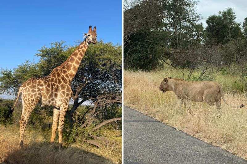Animals in Kruger National Park, South Africa