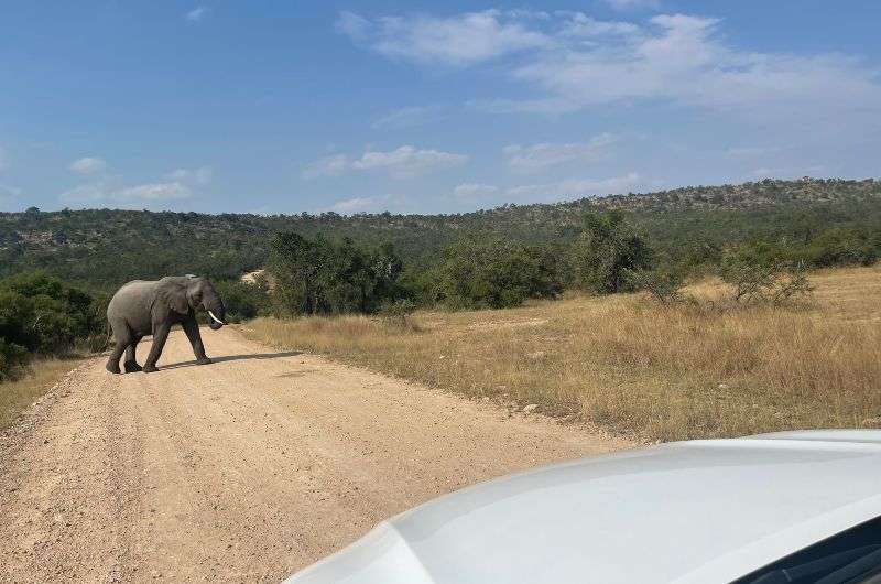 Elephant walking across the road in Kruger National Park, South Africa