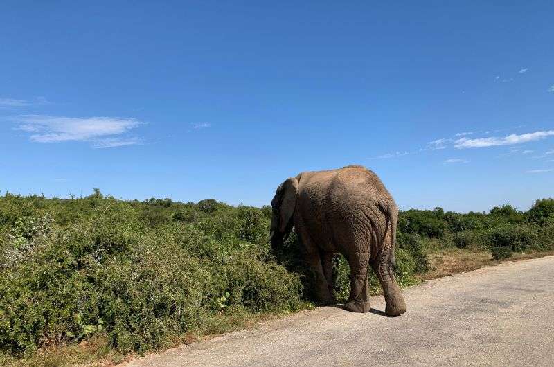 Close encounter with an elephant in Addo Elephant Park, South Africa