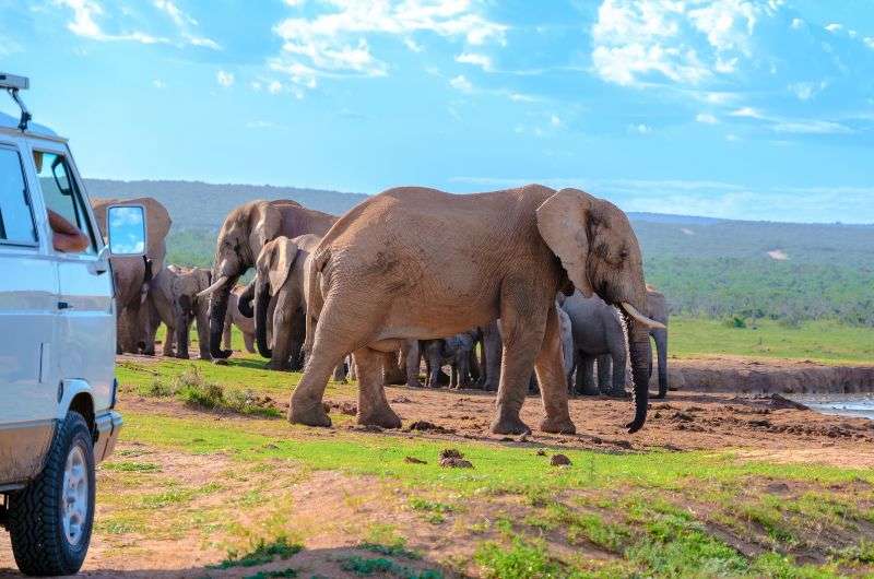 Spotting elephants in Addo Elephants Park on Garden Route, South Africa