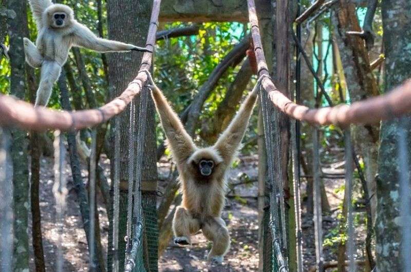 A gibbon in Monkeyland Primate Sanctuary on Garden Route, South Africa